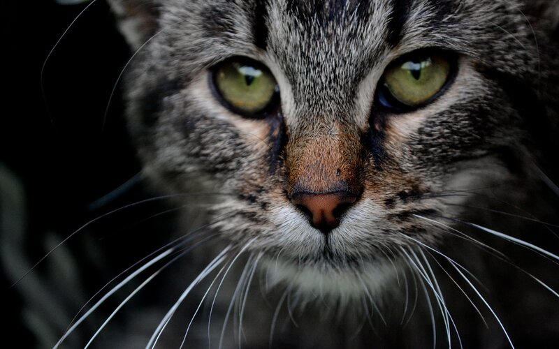 close-up of a tabby cat