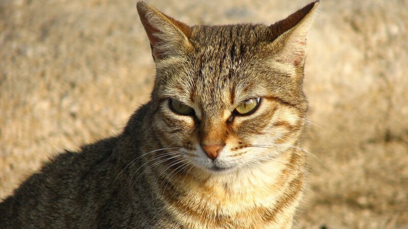 close-up of a tabby cat