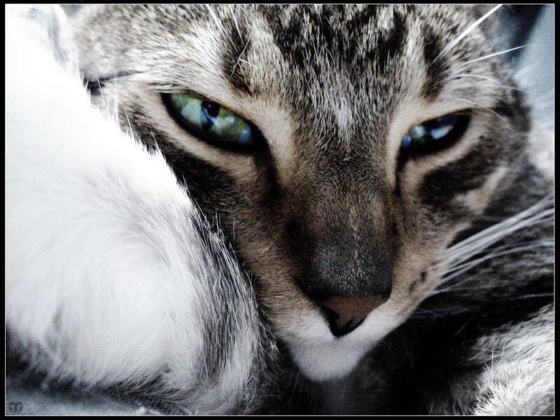 close-up of a tabby cat