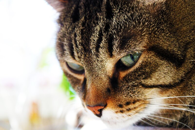 close-up of a tabby cat