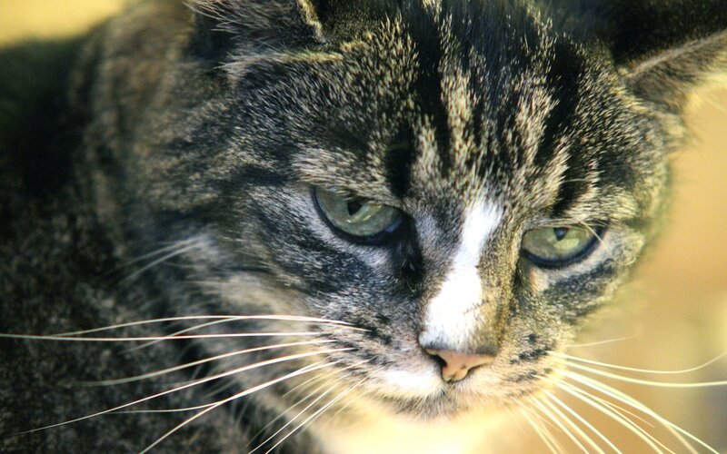 close-up of a tabby cat