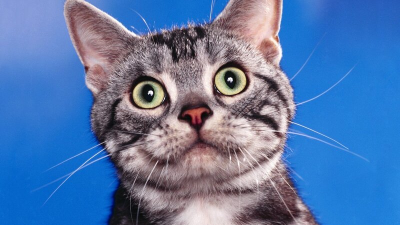 close-up of a tabby cat
