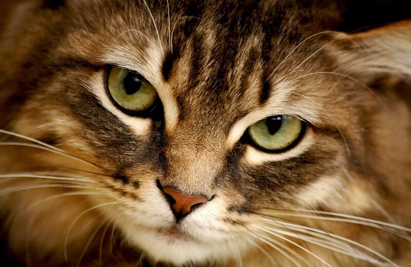 close-up of a tabby cat