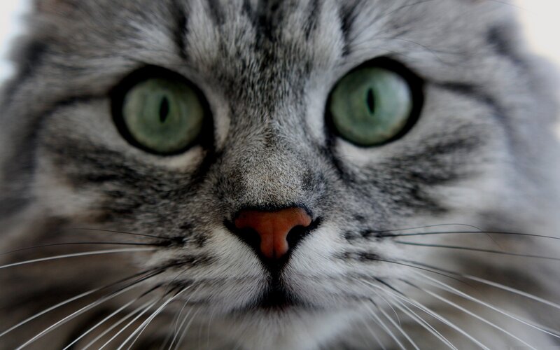 close-up of a tabby cat