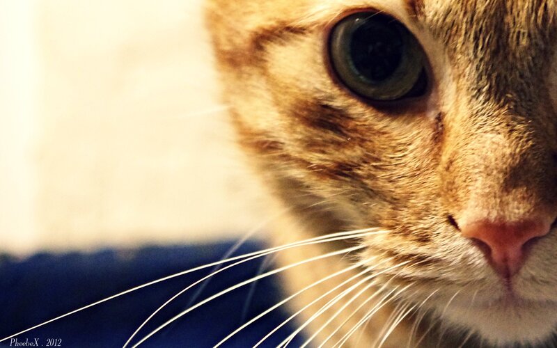 close-up of a tabby cat
