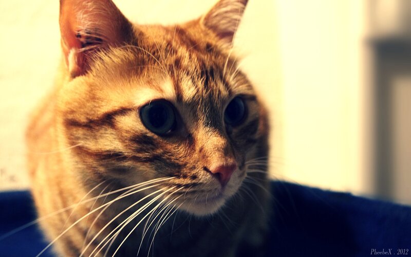 close-up of a tabby cat