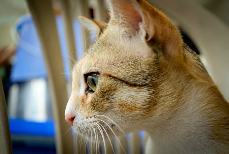 close-up of a tabby cat