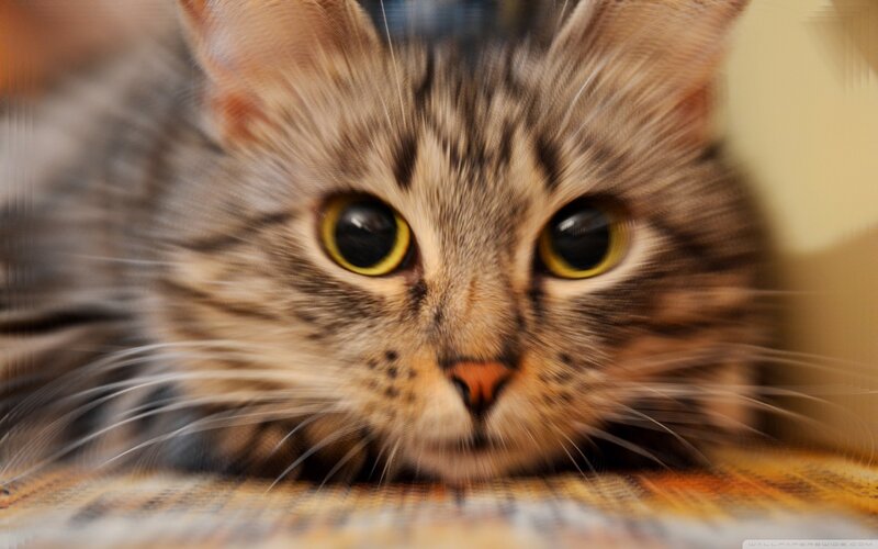close-up of a tabby cat