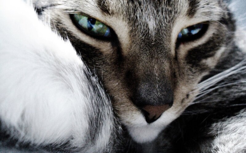 close-up of a tabby cat