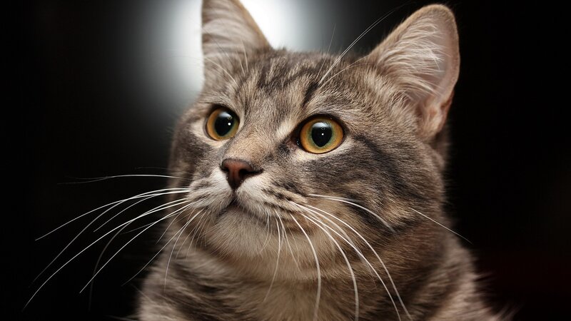 close-up of a tabby cat