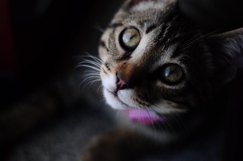 close-up of a tabby cat