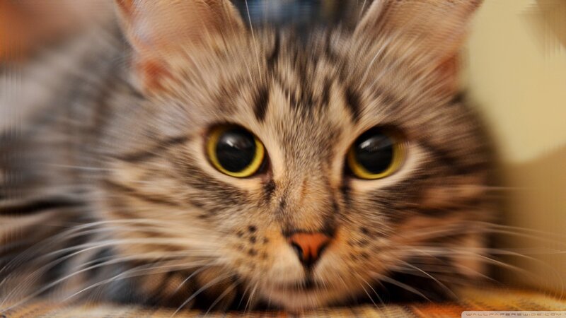 close-up of a tabby cat