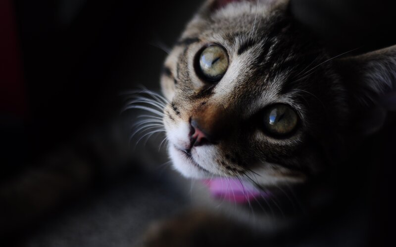 close-up of a tabby cat