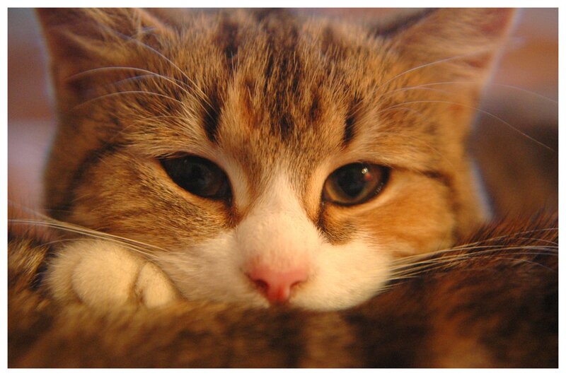 close-up of a tabby cat