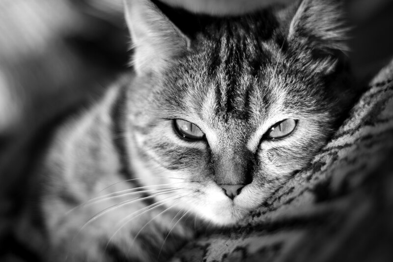 close-up of a tabby cat