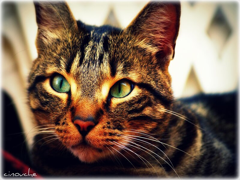 close-up of a tabby cat