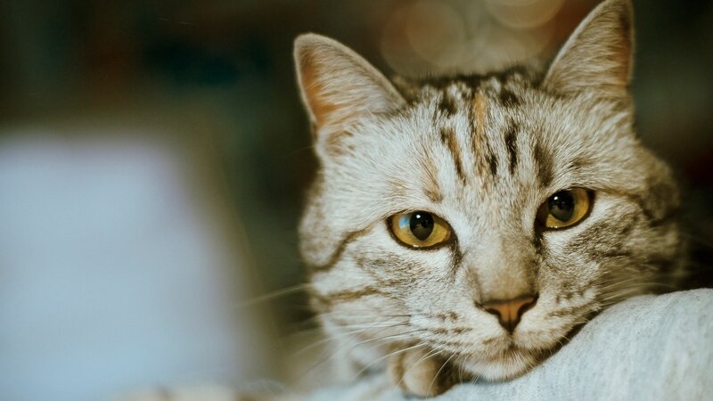 close-up of a tabby cat