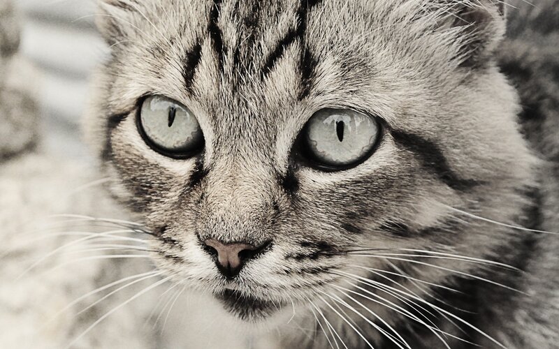 close-up of a tabby cat