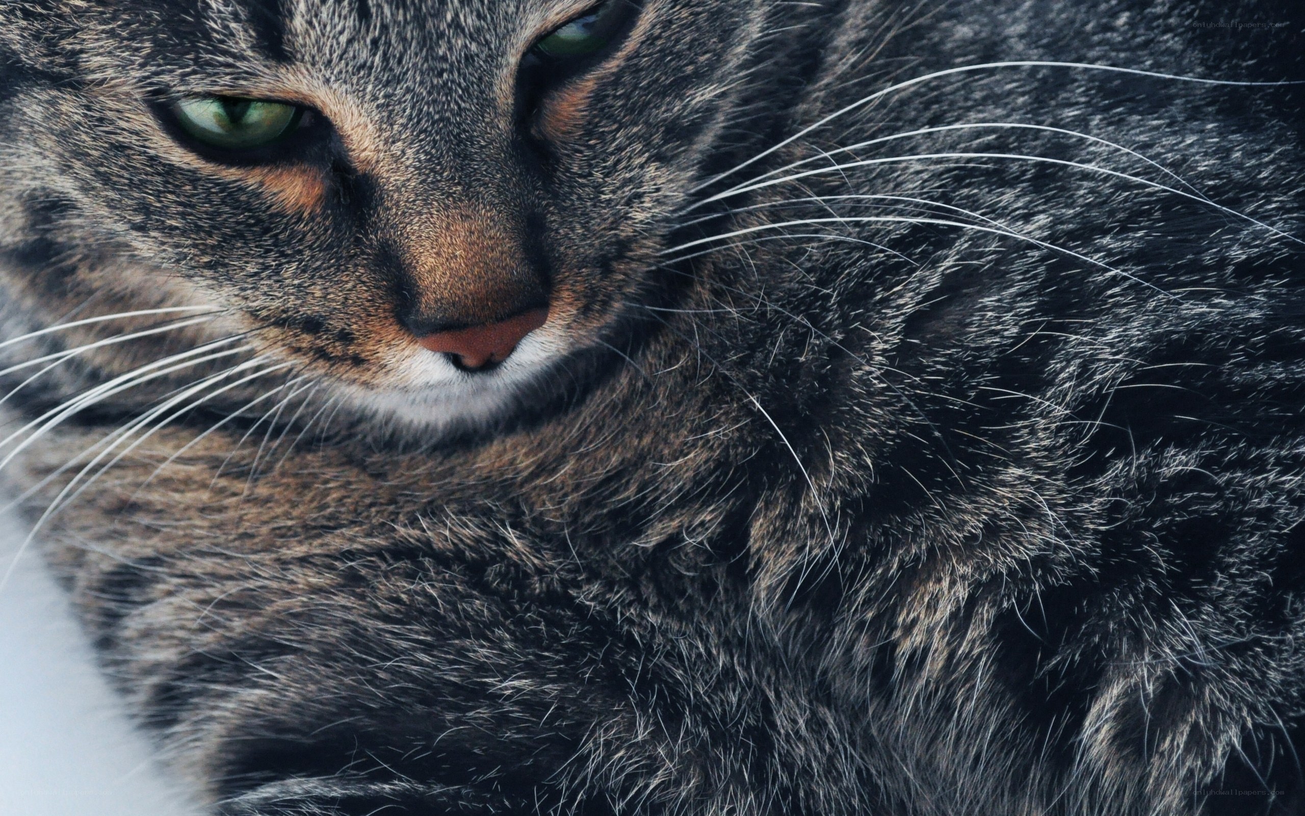 close-up of a tabby cat