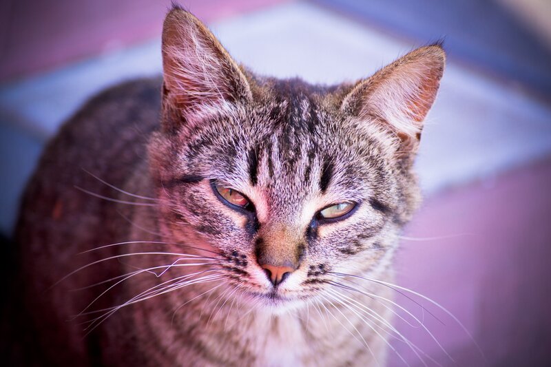 close-up of a tabby cat