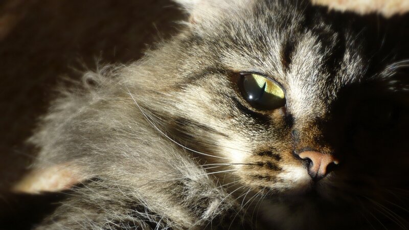 close-up of a tabby cat