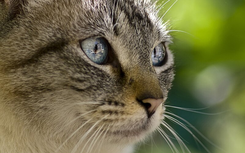 close-up of a tabby cat