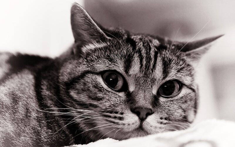 close-up of a tabby cat
