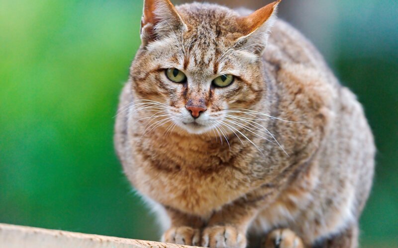 close-up of a tabby cat