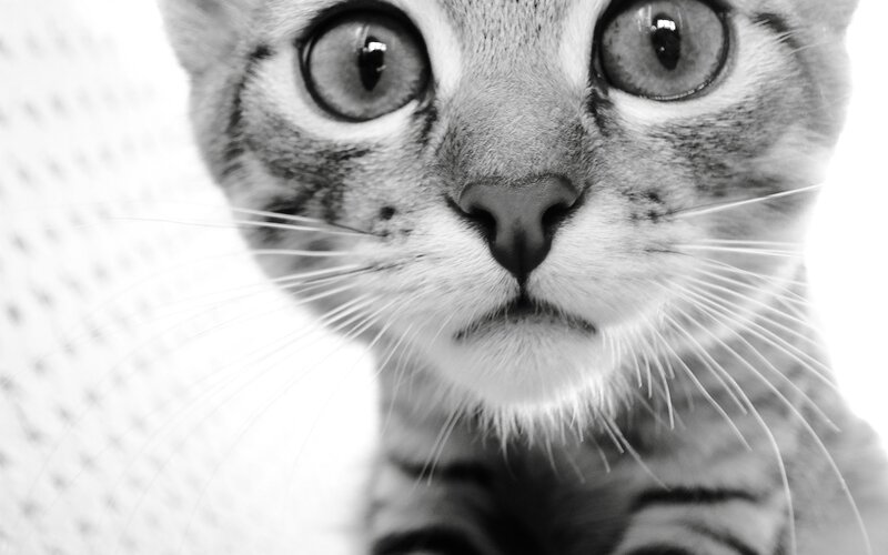 close-up of a tabby cat