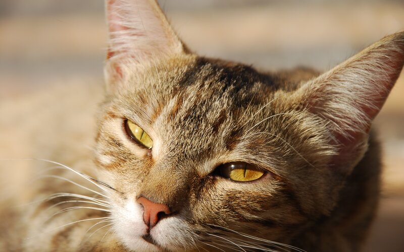 close-up of a tabby cat