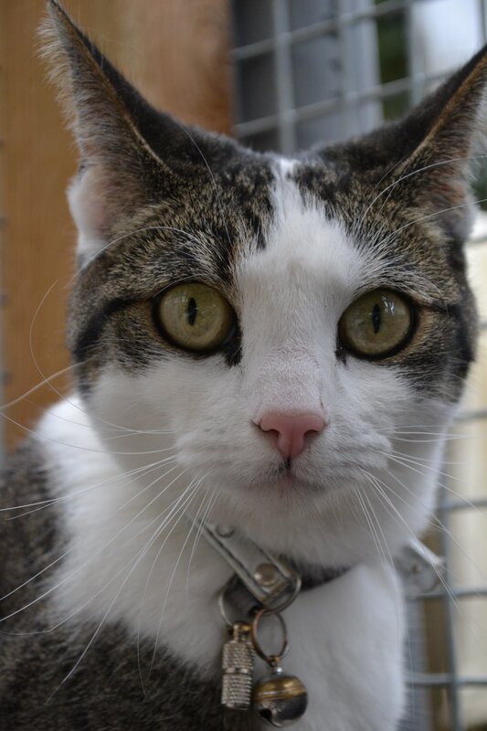 close-up of a tabby cat