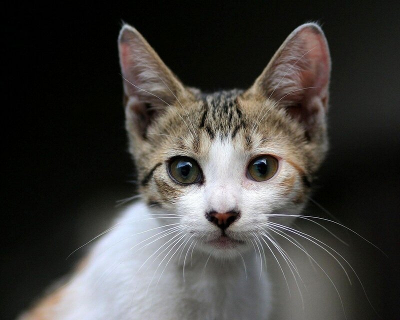 close-up of a tabby cat