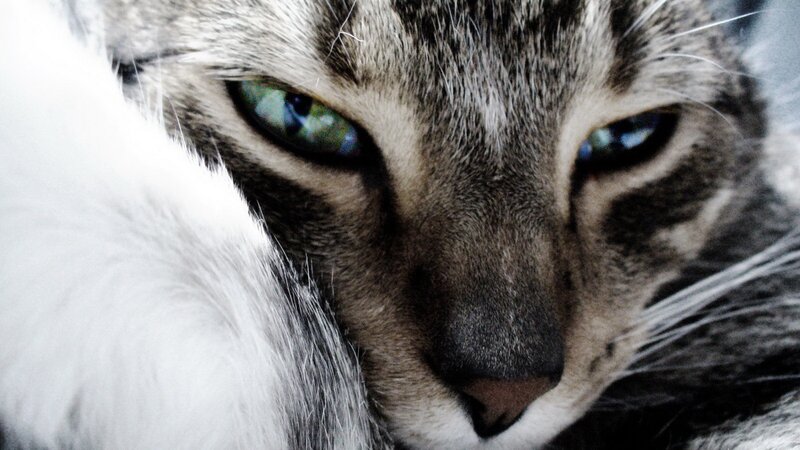close-up of a tabby cat