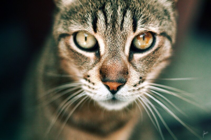 close-up of a tabby cat
