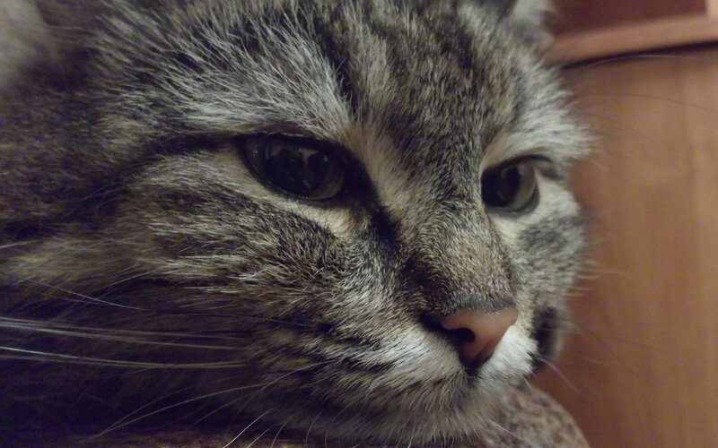 close-up of a tabby cat