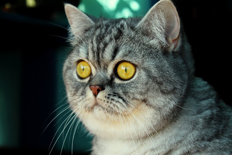 close-up of a tabby cat