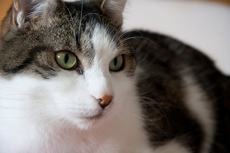 close-up of a tabby cat