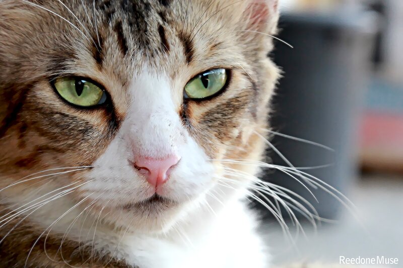 close-up of a tabby cat
