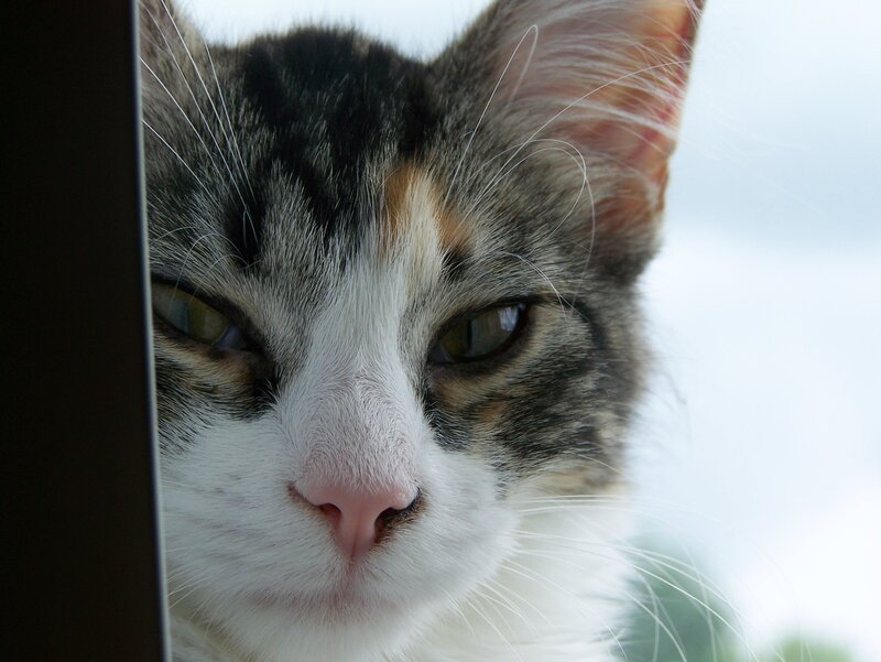 close-up of a tabby cat