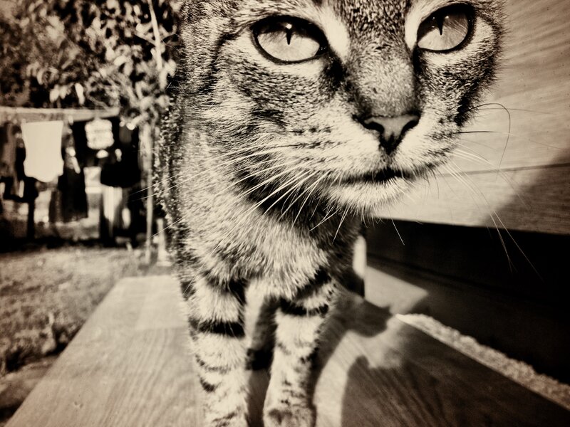 close-up of a tabby cat