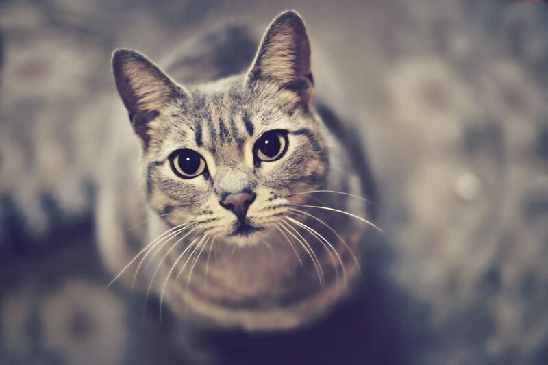close-up of a tabby cat