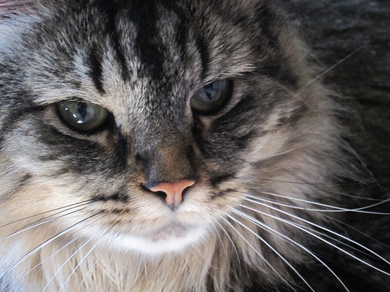 close-up of a tabby cat