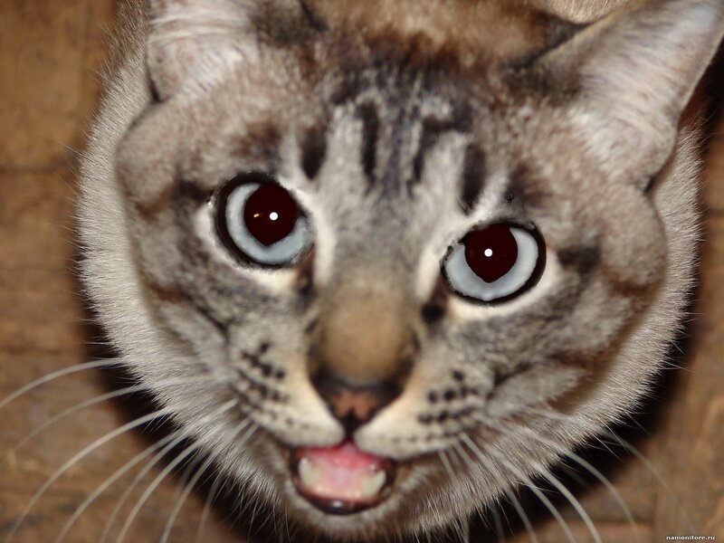 close-up of a tabby cat
