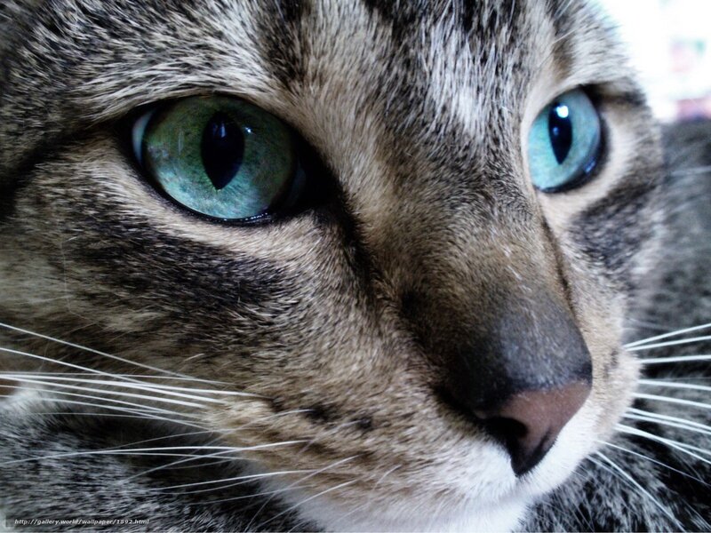 close-up of a tabby cat