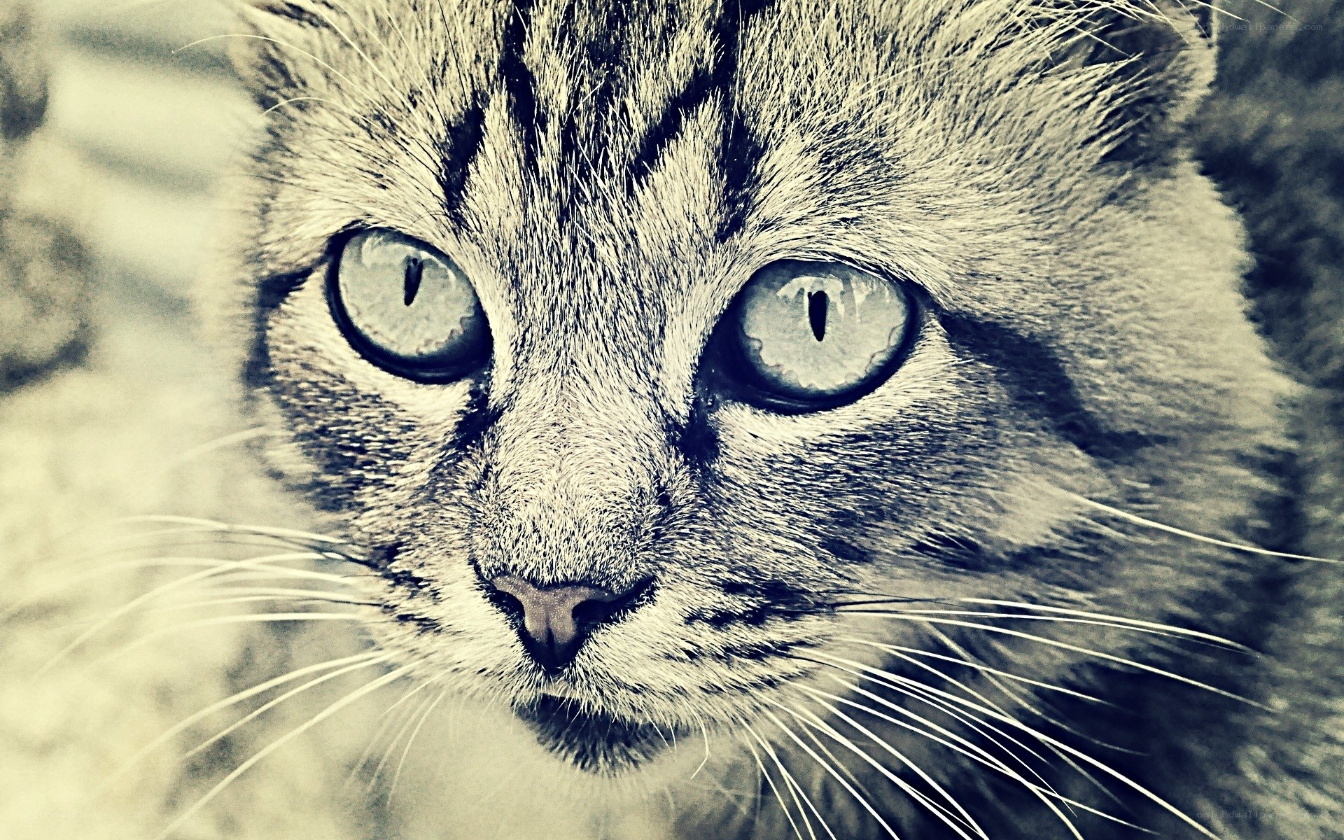 close-up of a tabby cat