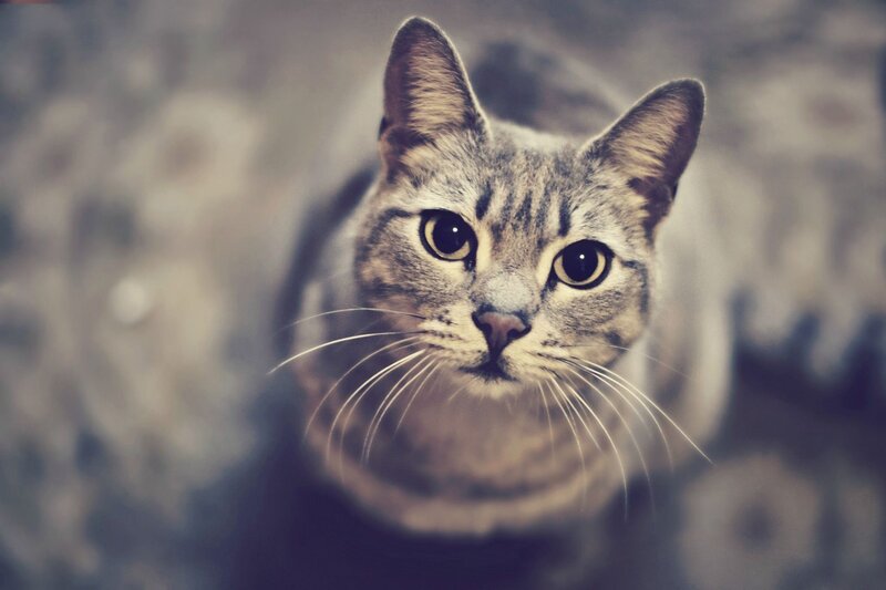 close-up of a tabby cat