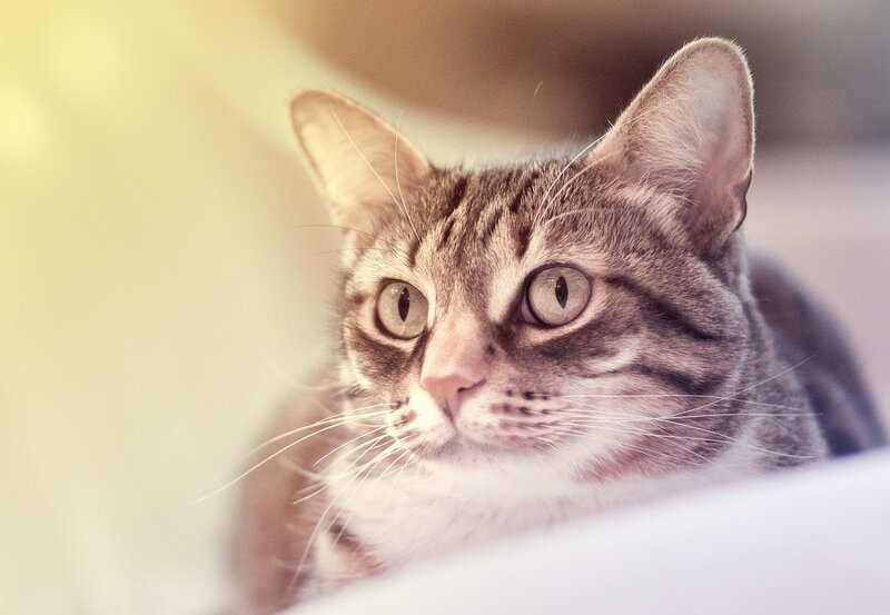 close-up of a tabby cat