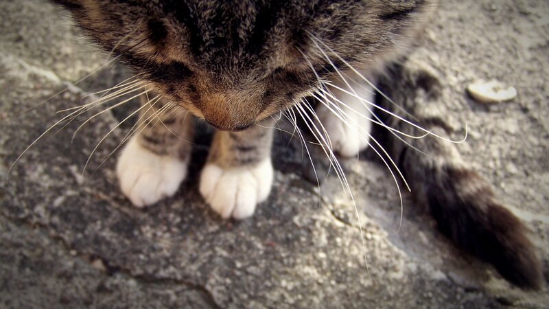 close-up of a tabby cat