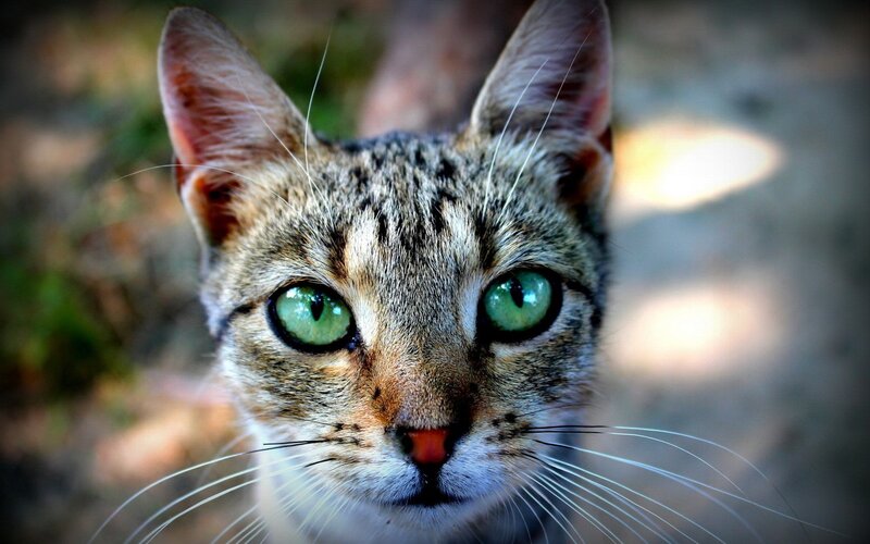 close-up of a tabby cat