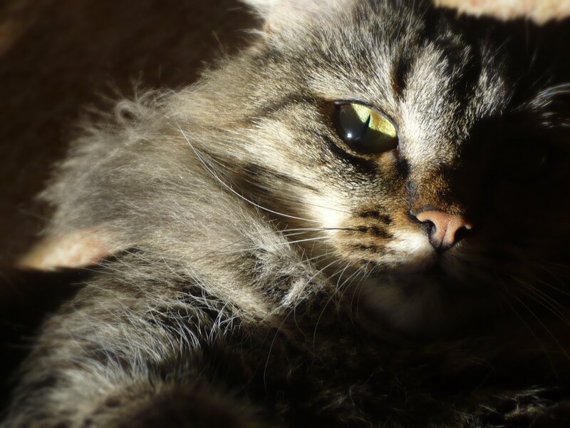 Close-up of a tabby cat